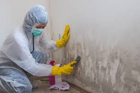 Environmental Consulting for Mold Prevention in East Grand Forks, MN